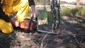 Northglenn, CO Tree Care  Company